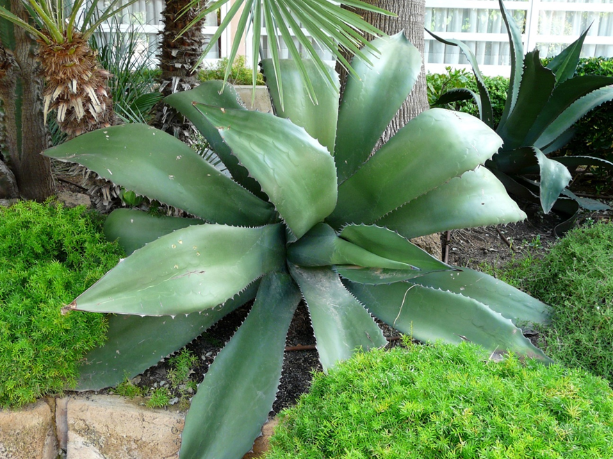 Aloe vera: proprietăți și beneficii pentru sănătate